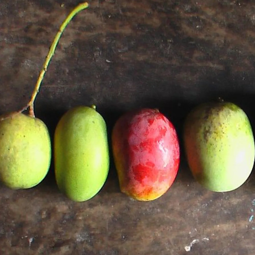 Sour, Sweet & Spicy: The Best Types of Mangoes for Pickling