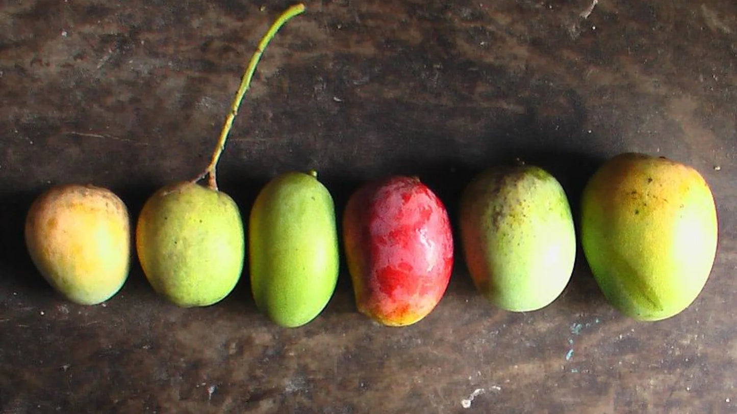 Sour, Sweet & Spicy: The Best Types of Mangoes for Pickling