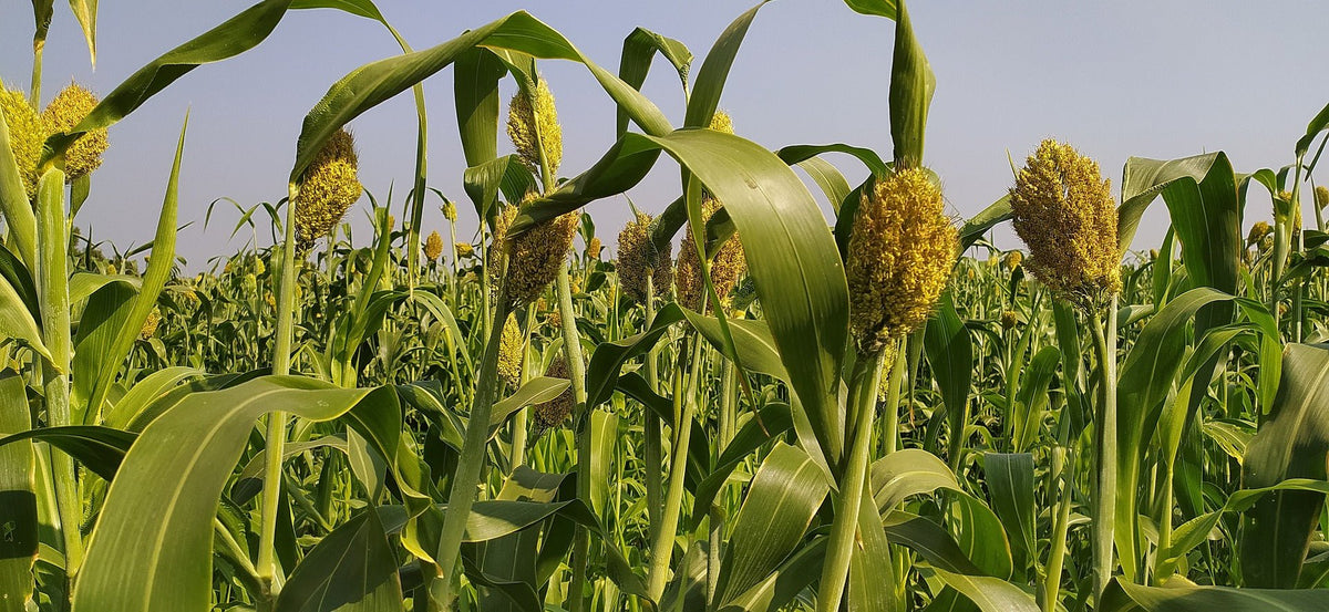 Protect Environment while you Nurture your Body through Millets - www.farmdidi.com