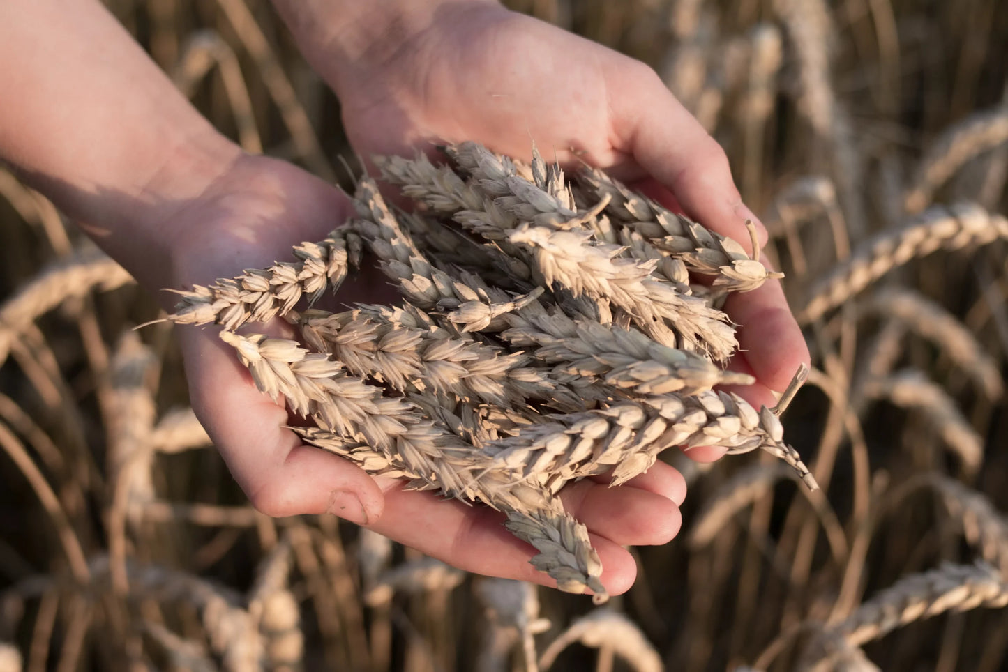 Harvest Festivals: India Celebrates Food