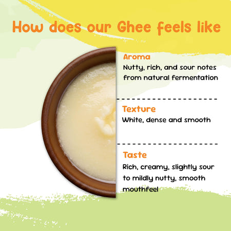 Bilona ghee in a clay bowl with notes on its aroma, white dense texture and taste